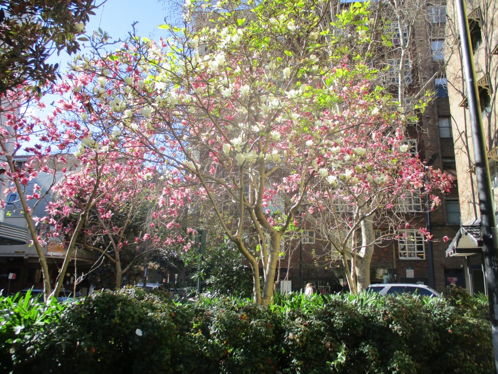 MAGNOLIA GRANDIFLORA