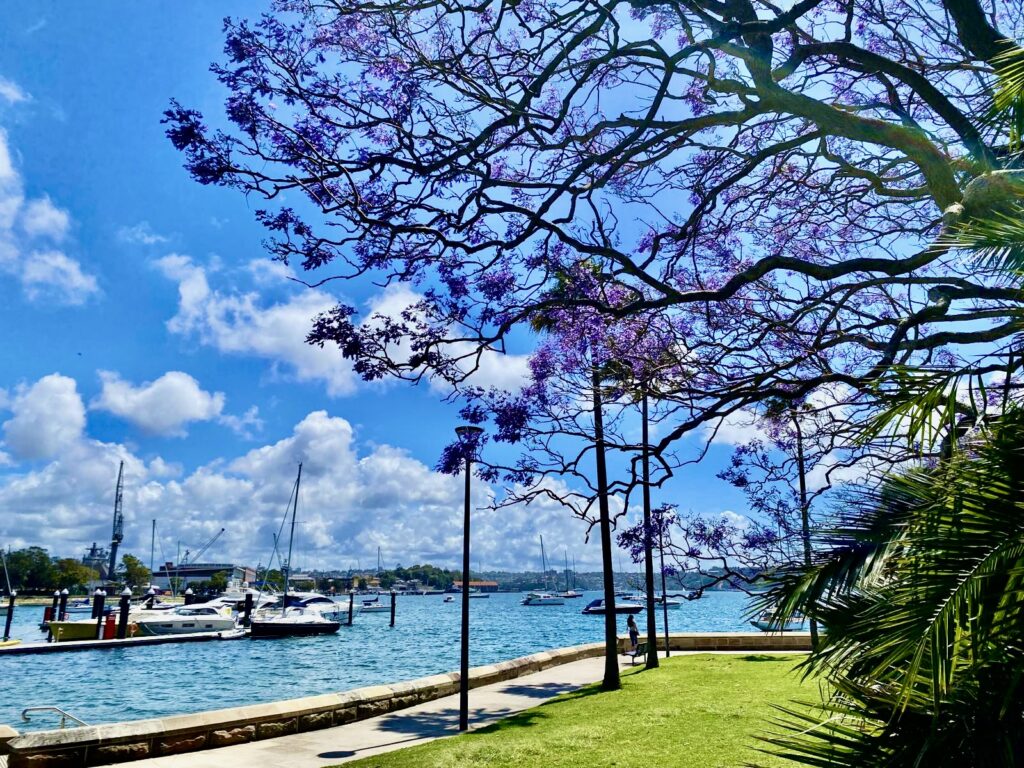 Purple Haze: Taking In The Scene When The Jacarandas Bloom